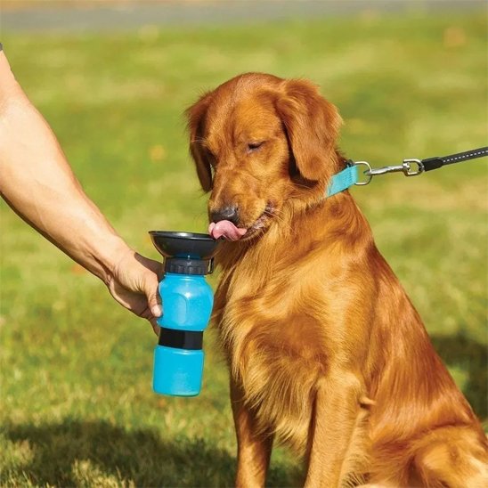 Gourde pour chien