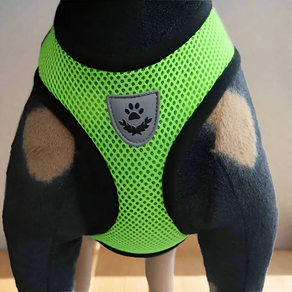 Harnais Petit Chien - DogHarnessLeadLeash™ - Vert - Mon meilleur amis