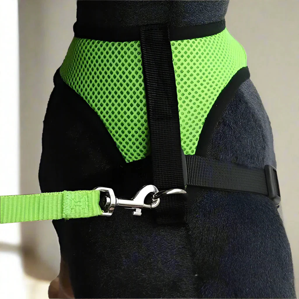 Harnais Petit Chien - DogHarnessLeadLeash™ - Vert - Mon meilleur amis