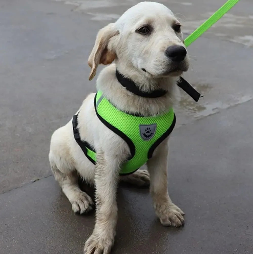 Harnais Petit Chien - DogHarnessLeadLeash™ - Vert - Mon meilleur amis
