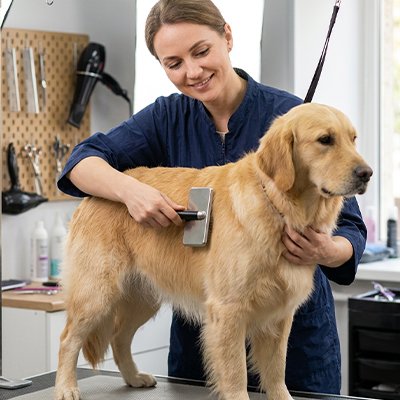 Brosse à Chien 