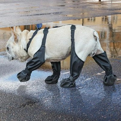Chaussures chien