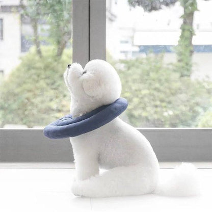 Collerette chien