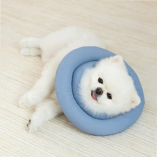 Collerette chien