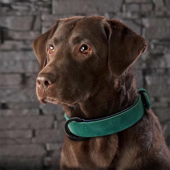 Collier chien 
