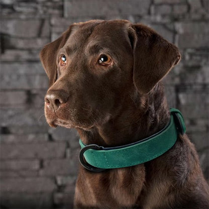 Collier chien 
