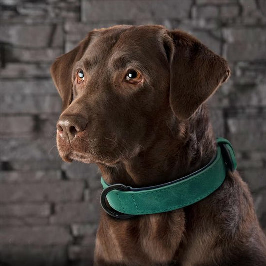 Collier chien 
