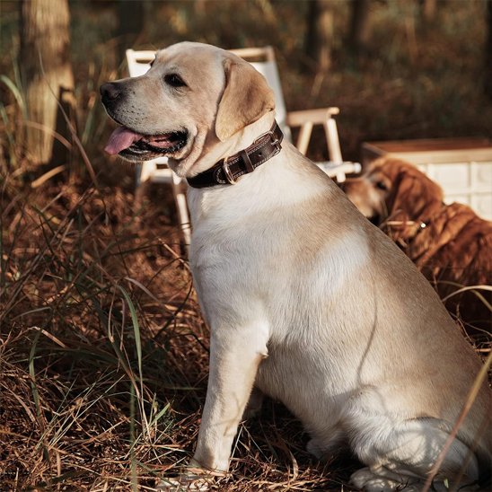 Collier chien
