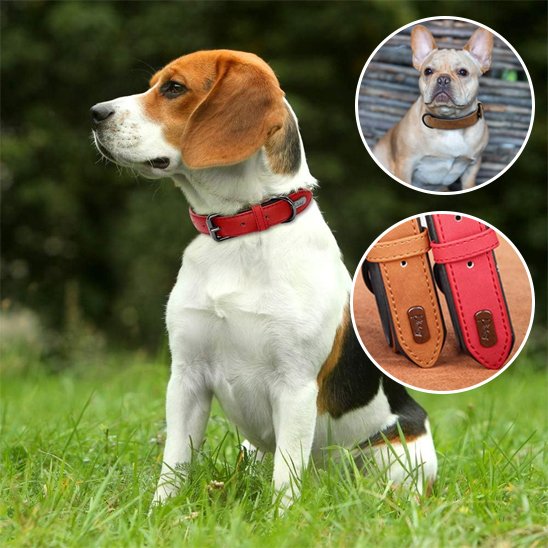Collier chien 