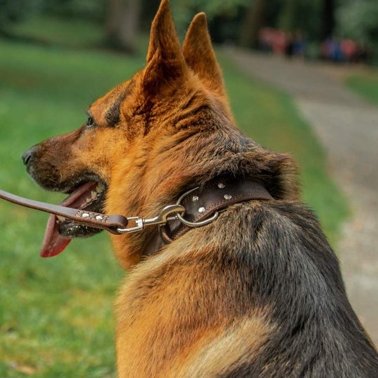 Collier chien