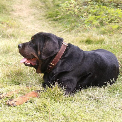 Collier chien