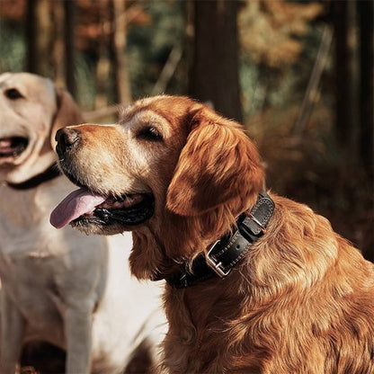 Collier chien