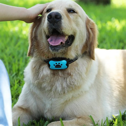 Collier de dressage pour Chien