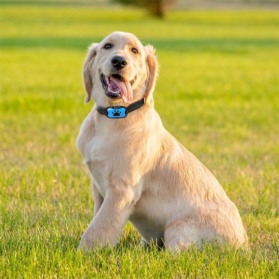 Collier de dressage pour Chien