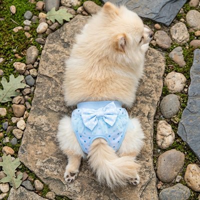 Culotte chien 
