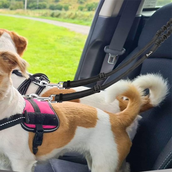 Double laisse pour chien