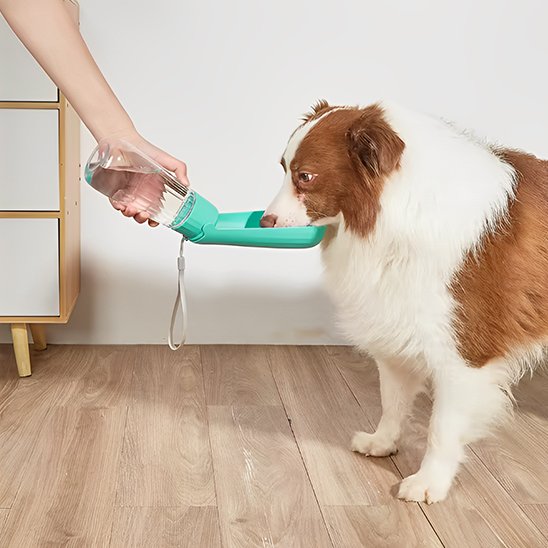 Gourde chien