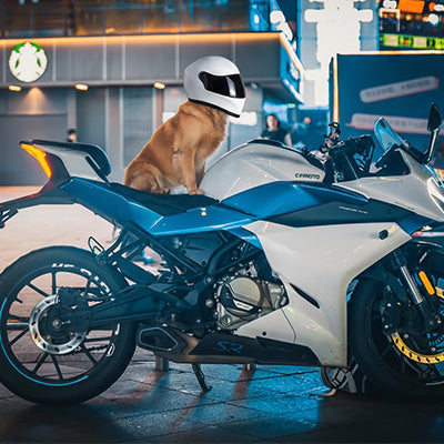 Casque moto pour chien | PetSafe Rider - Mon meilleur amis