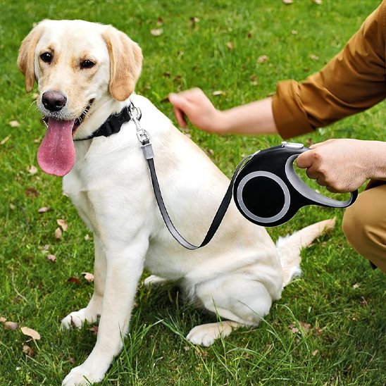 Laisse pour Chien