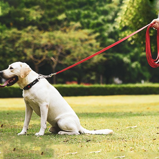 Laisse pour chien 