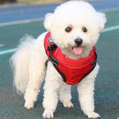 Manteau Chien
