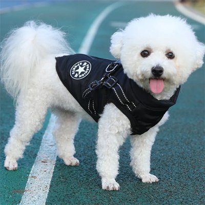 Manteau Chien
