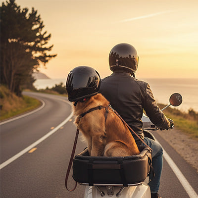 Casque moto pour chien | PetSafe Rider - Mon meilleur amis